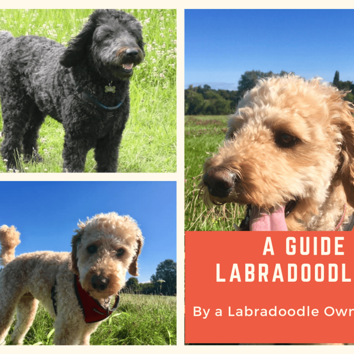 can two labradoodles mate