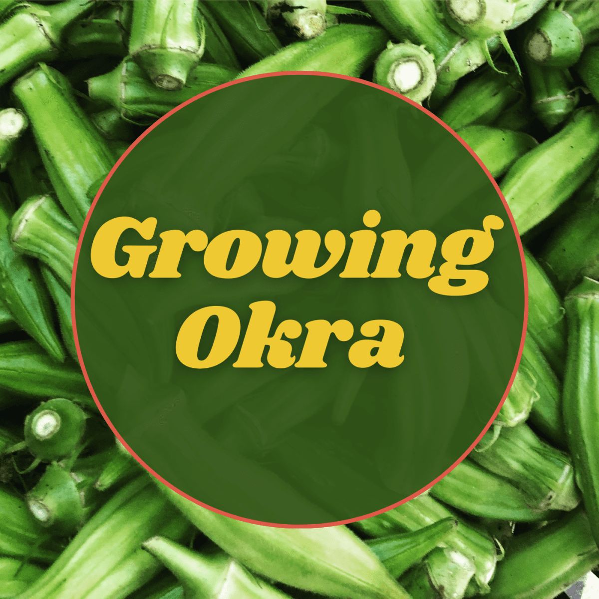Okra Growing Tips - Dengarden