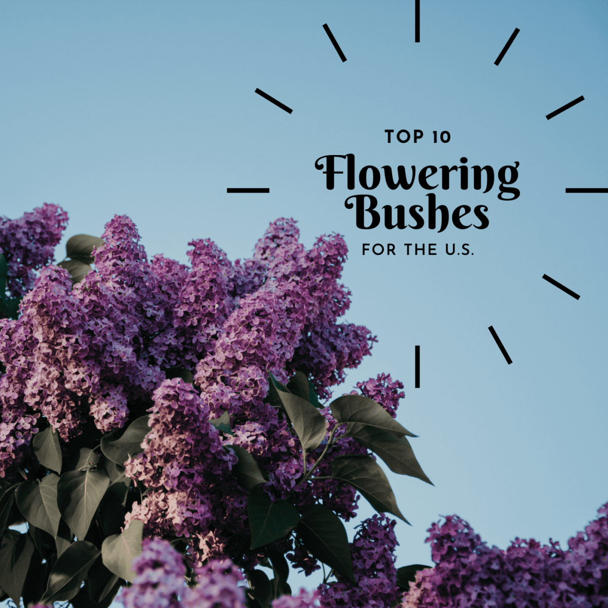 The Best Flowering Shrubs and Bushes for the Eastern and Western ...