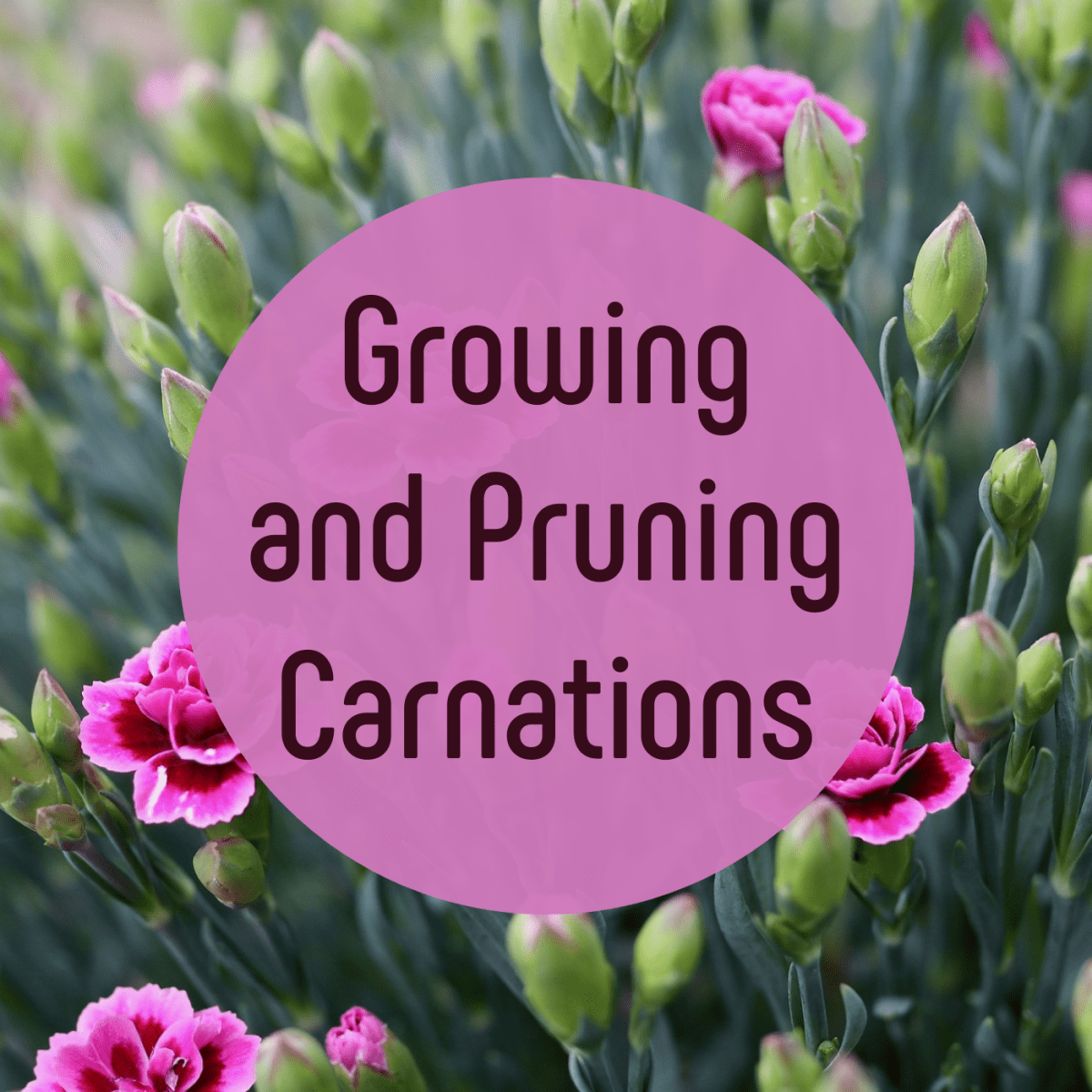 Plants or air carnations