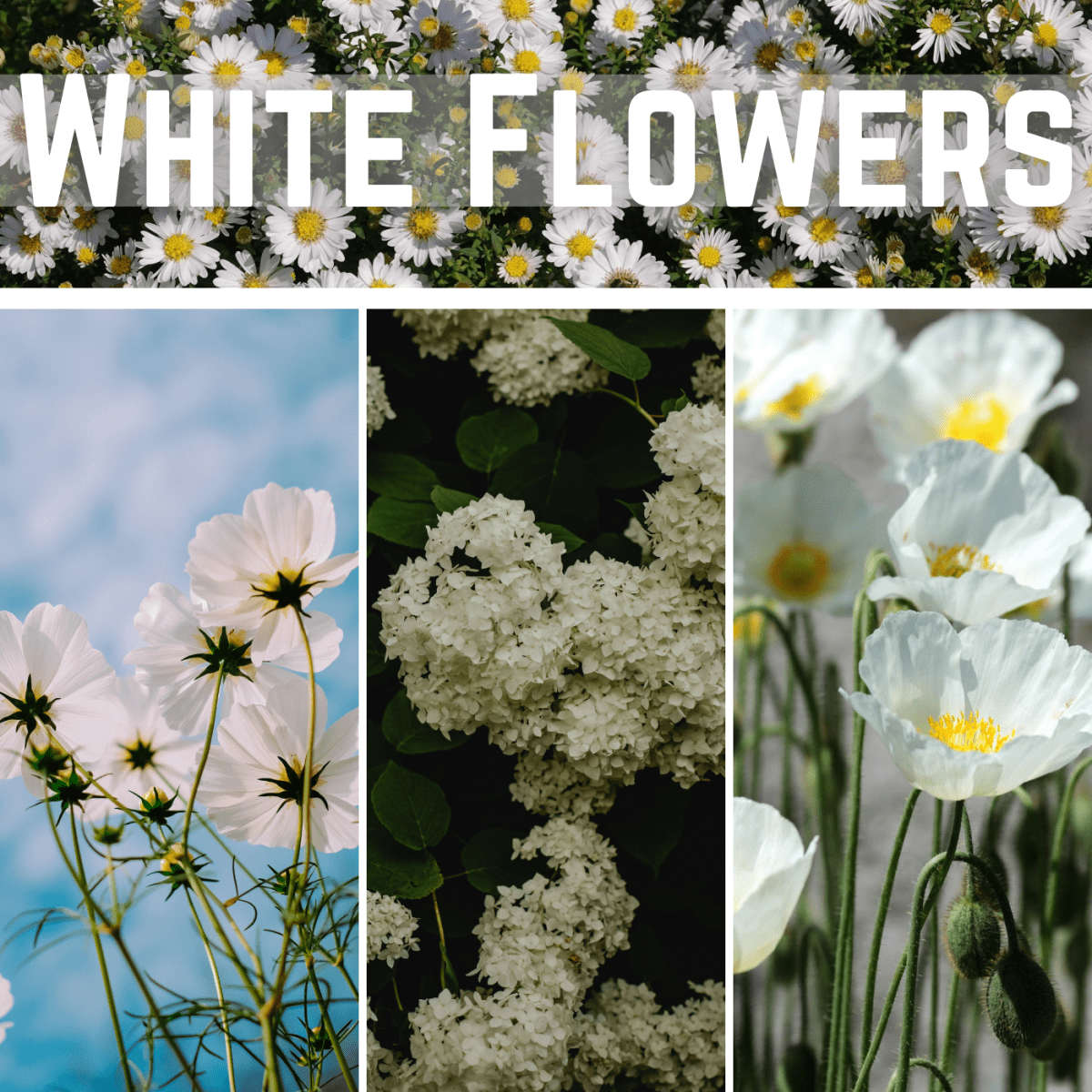 Plants With White Flowers Perennials Annuals Bulbs And Shrubs Dengarden