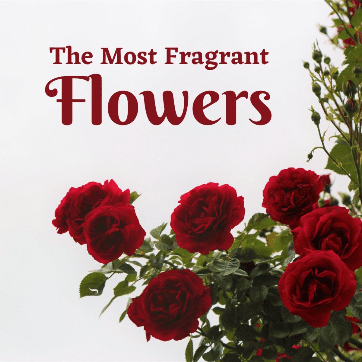 Top 10 Most Fragrant Flowers - Dengarden