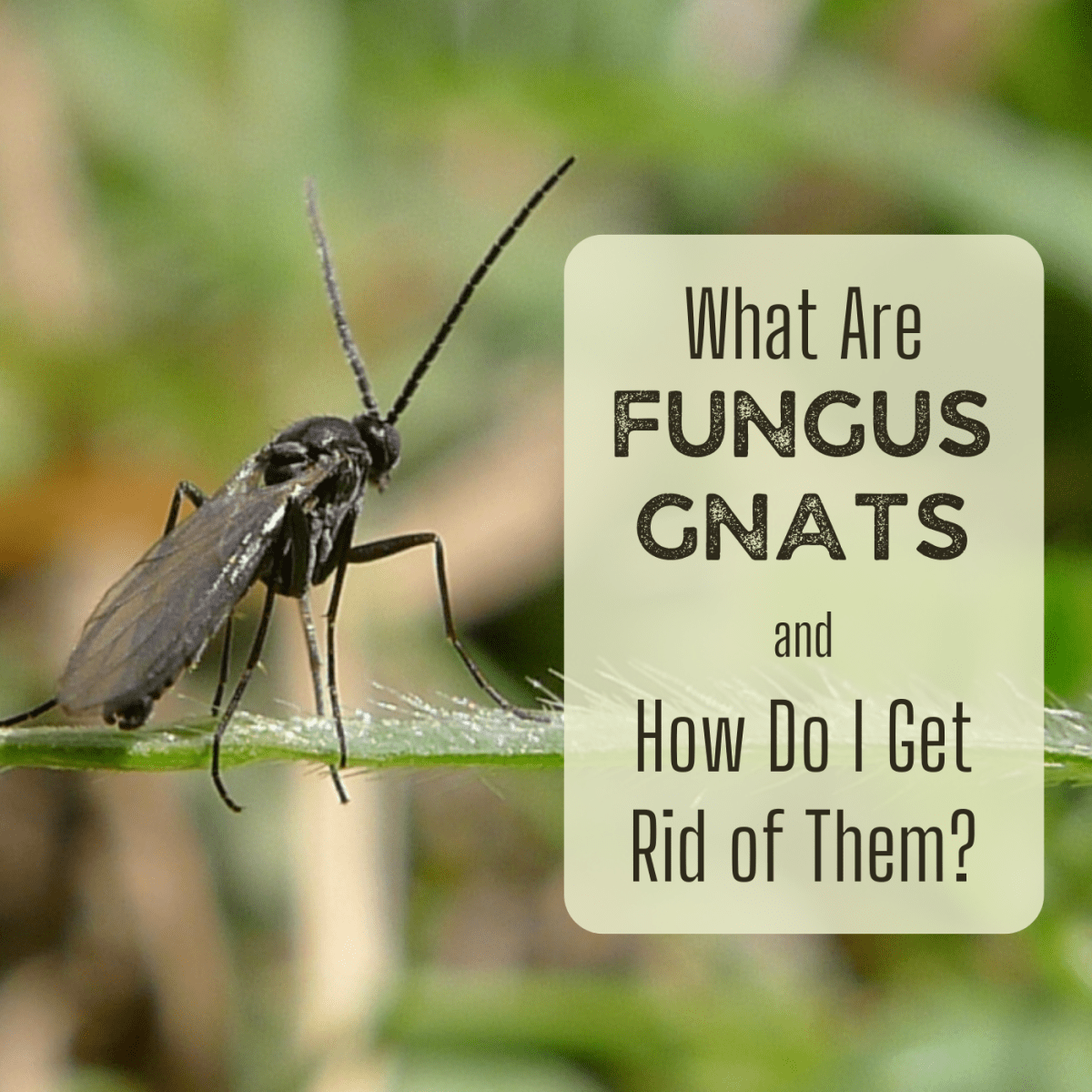Fungus Gnats Where Do These Little, How To Get Rid Of Kitchen Flying Bugs