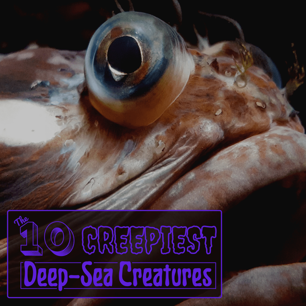 The Top 10 Creepiest Deep-Sea Creatures - Owlcation