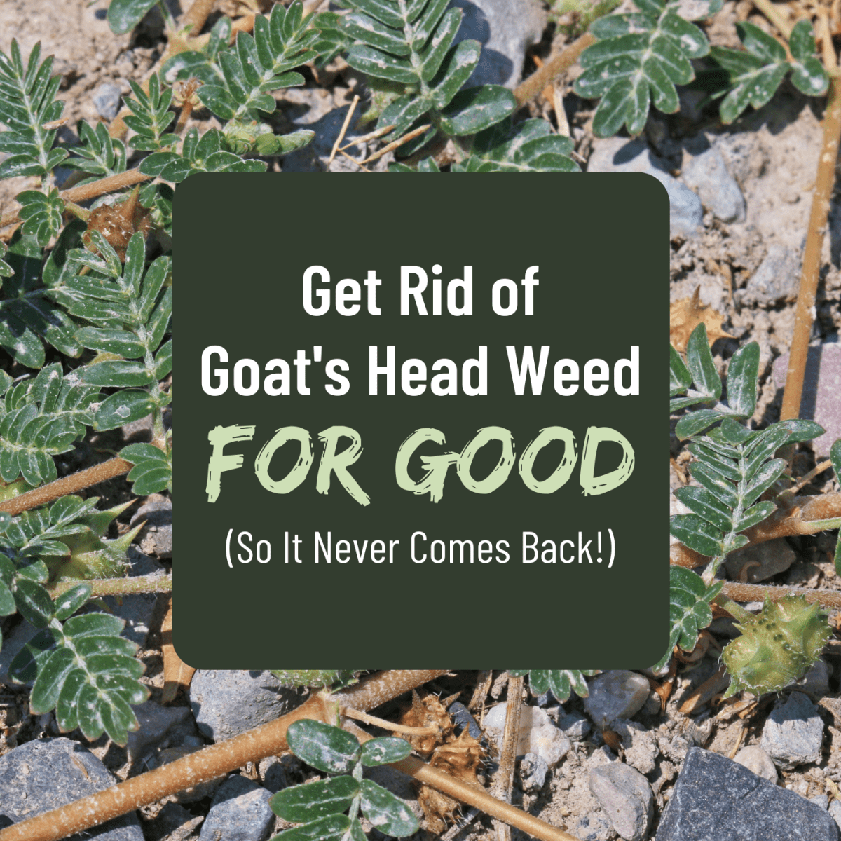 How To Get Rid Of Goat S Head Weeds, Will Roundup Kill Sticker Bushes