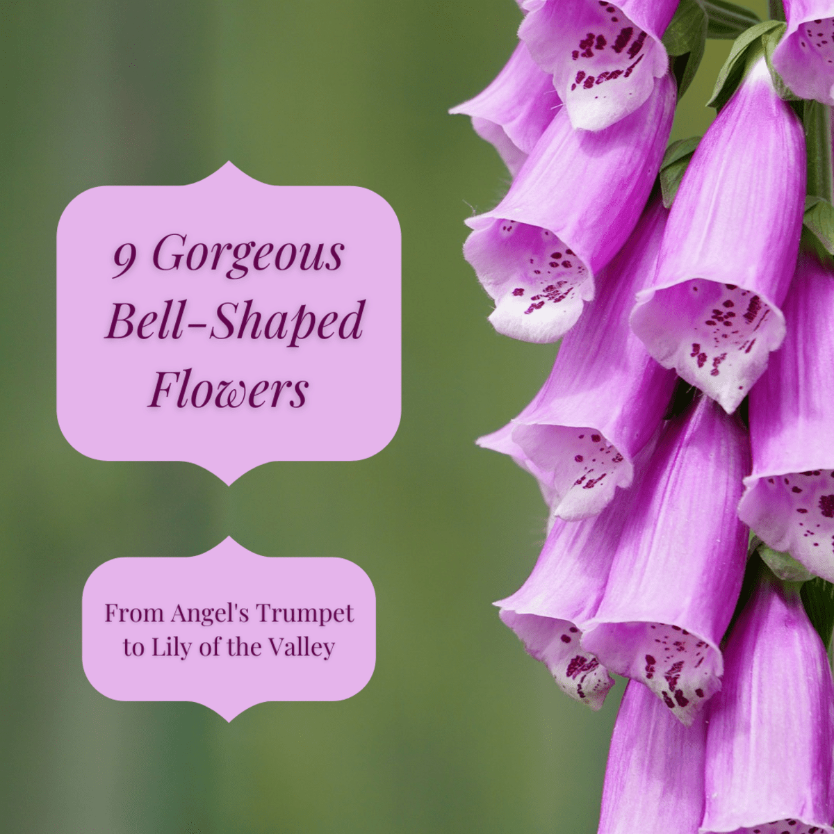 9 Types of Bell-Shaped Flowers - Dengarden