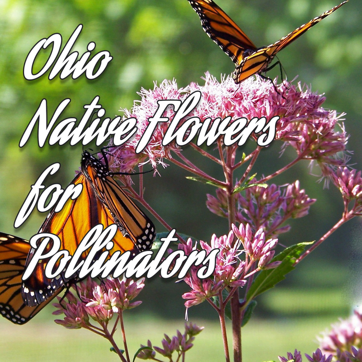 Native Ohio Flowers For Bees Best Flower Site