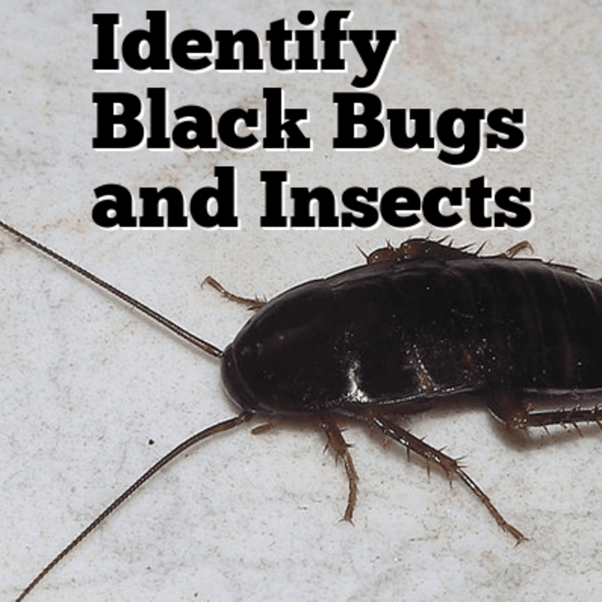 Black Bug and Insect Identification (With Photos) - Owlcation