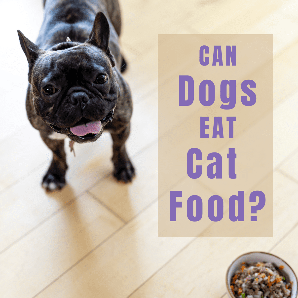 can cats live on dog food