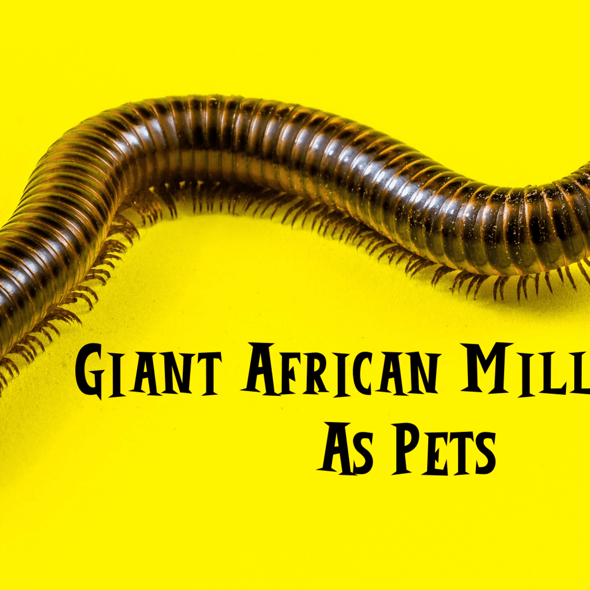 giant african millipede cyanide