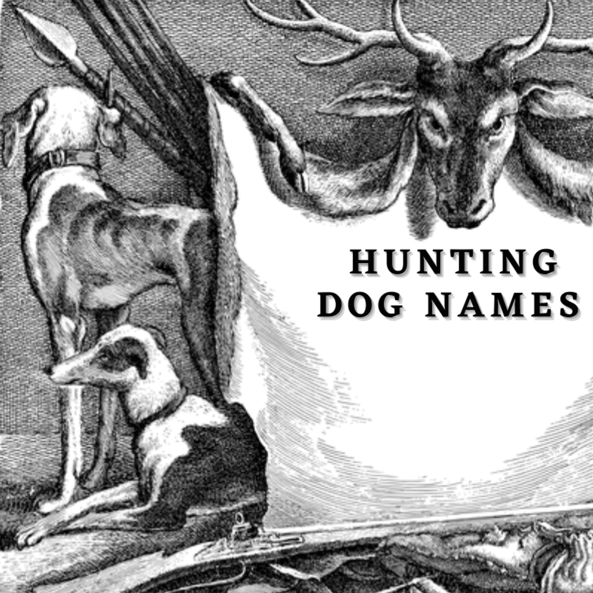 what are some good hunting dog names
