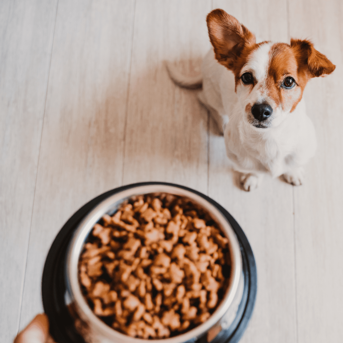 whats the difference between puppy food and dog food