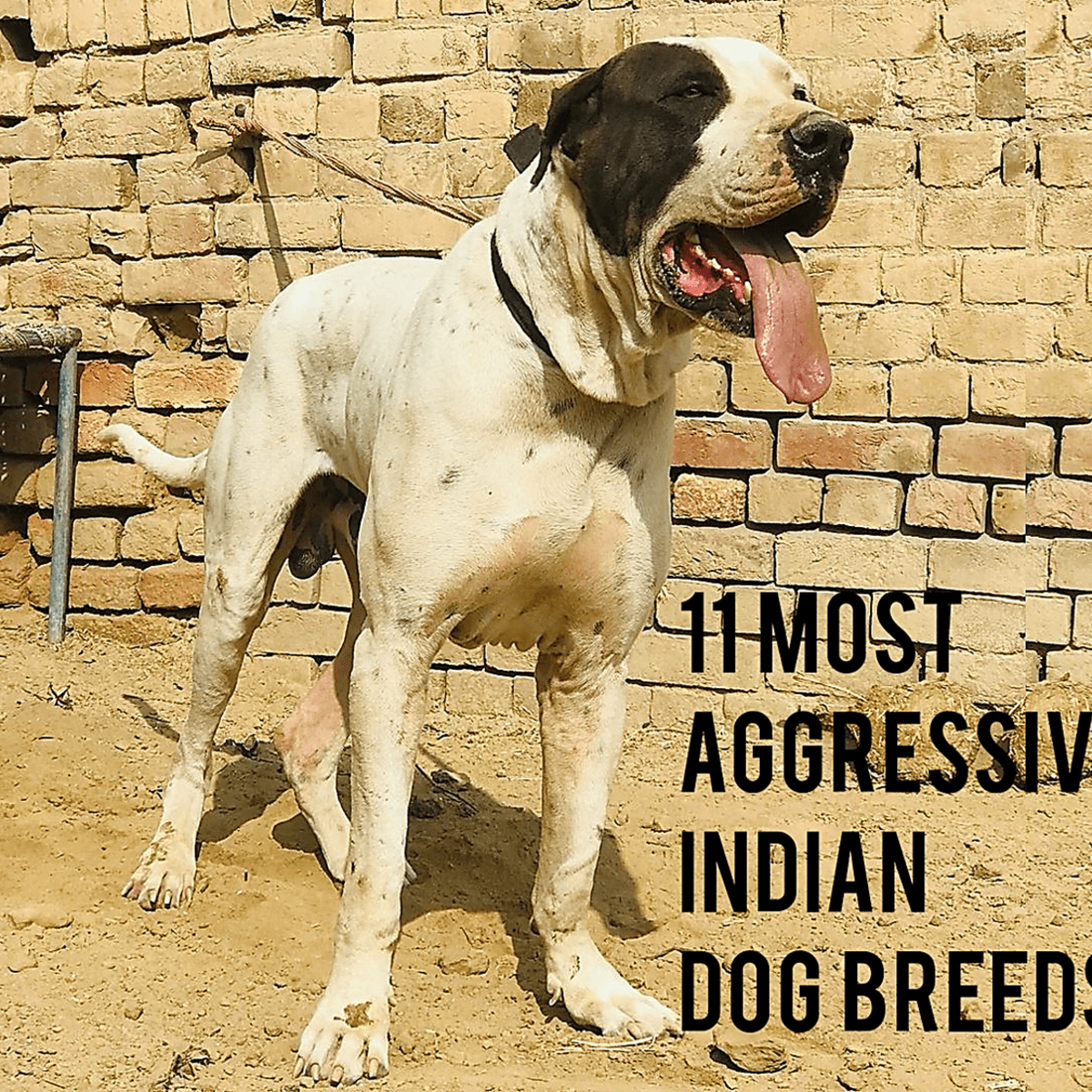 11 Most Aggressive Indian Dog Breeds - HubPages