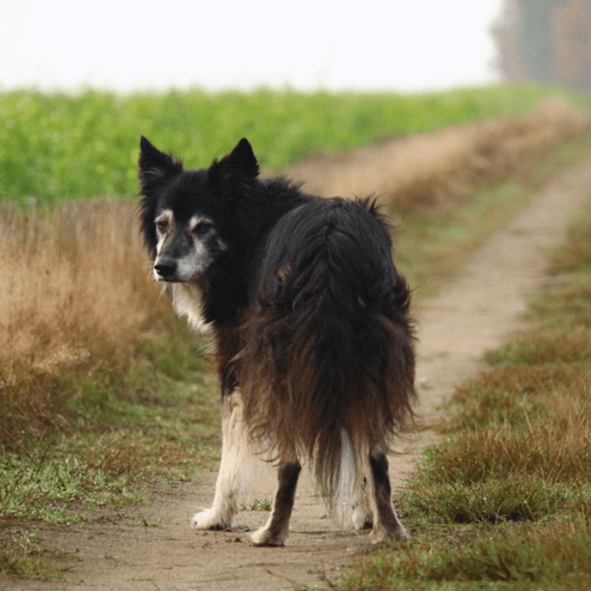 7 Causes of Sudden Hind Leg Weakness in Dogs