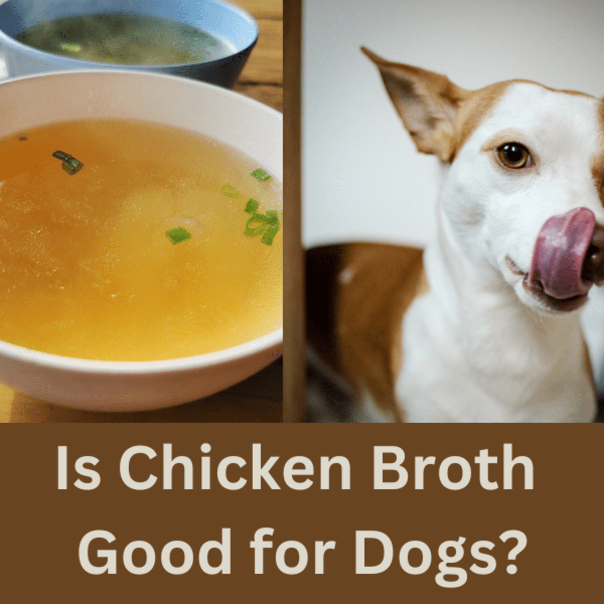 is-chicken-good-for-dogs