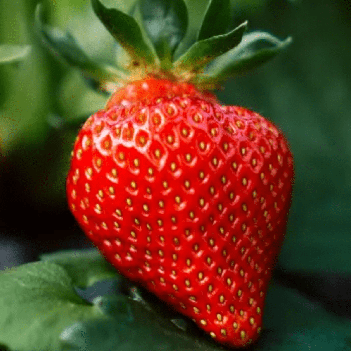 how many strawberries can a puppy eat