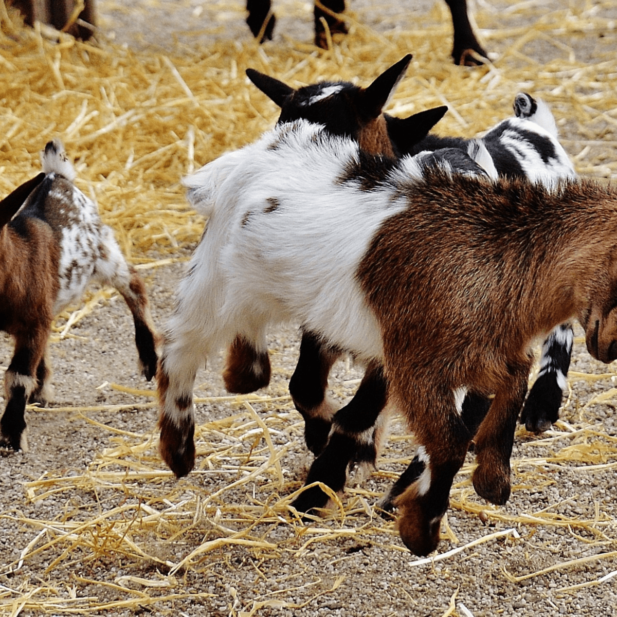 350+ Pet Goat Names for Your New Goat (From Angus to Waffles) - PetHelpful