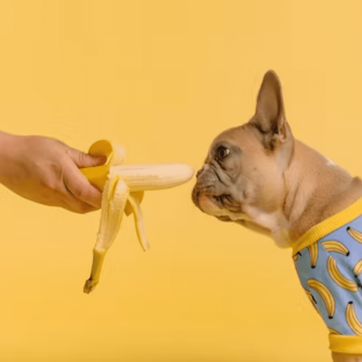 can dogs with pancreatitis eat bananas