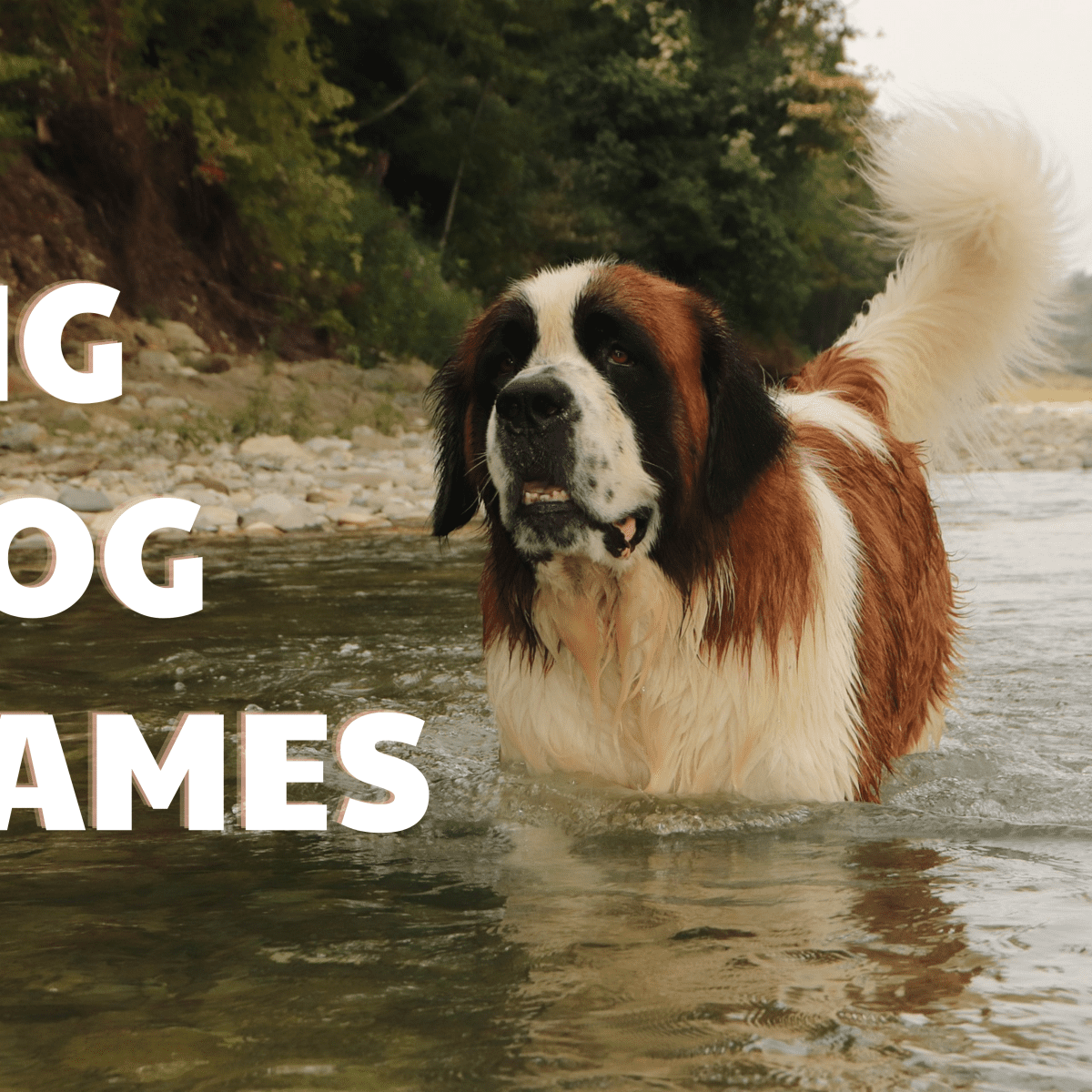 300 Big Dog Names With Meanings 