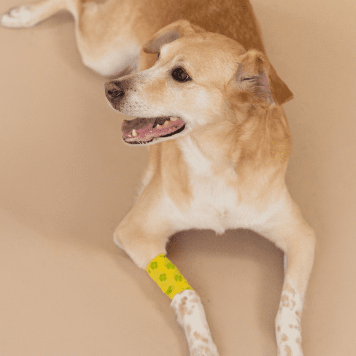 how do you make a dog scab heal faster
