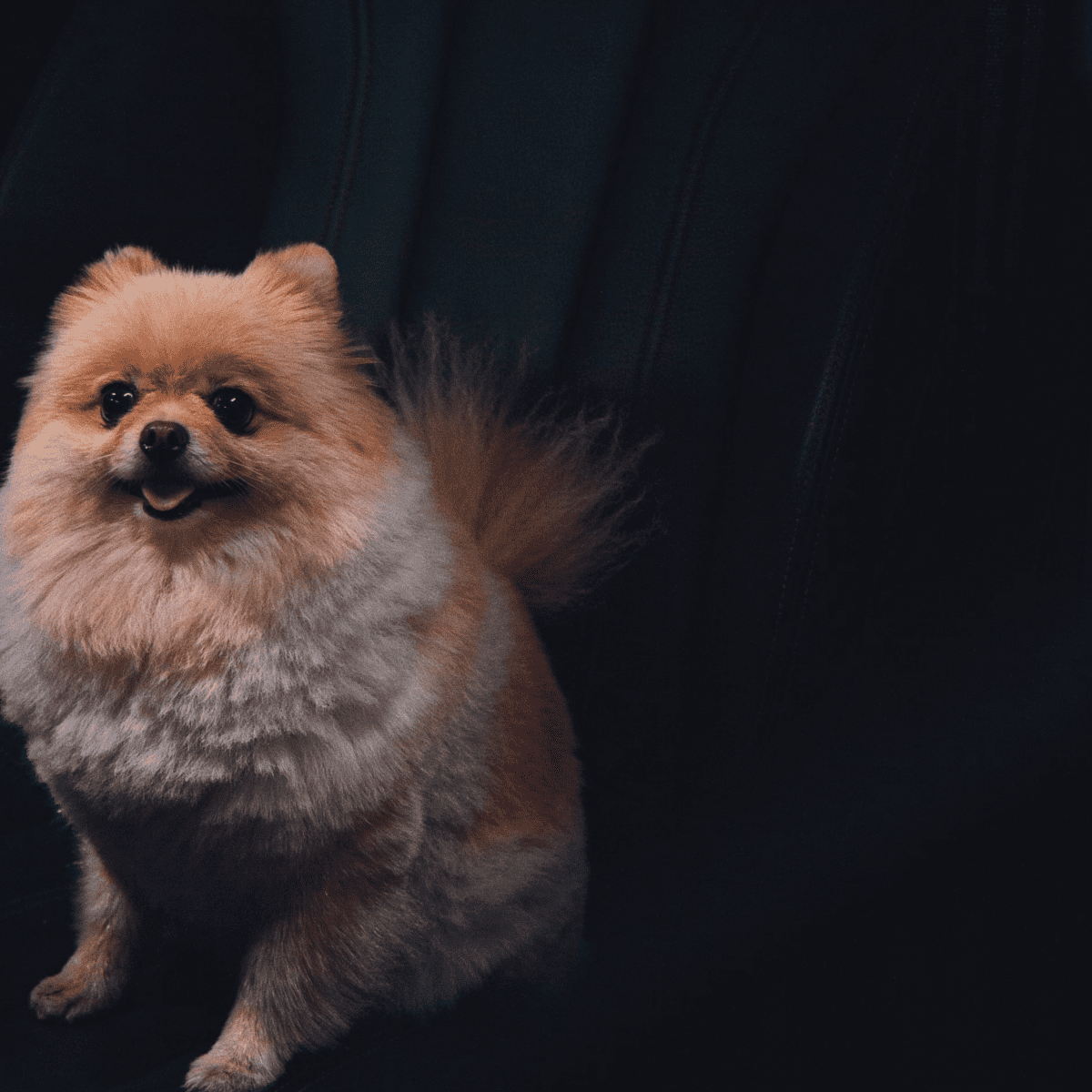 11 Dog Breeds That Look Like Pomeranians - PetHelpful