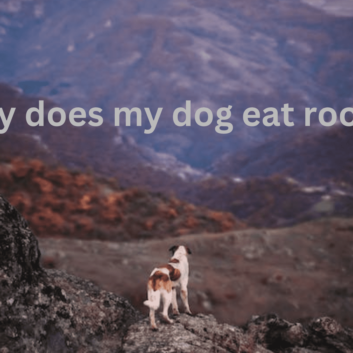 How To Stop A Puppy Or Dog From Eating Rocks - Pethelpful