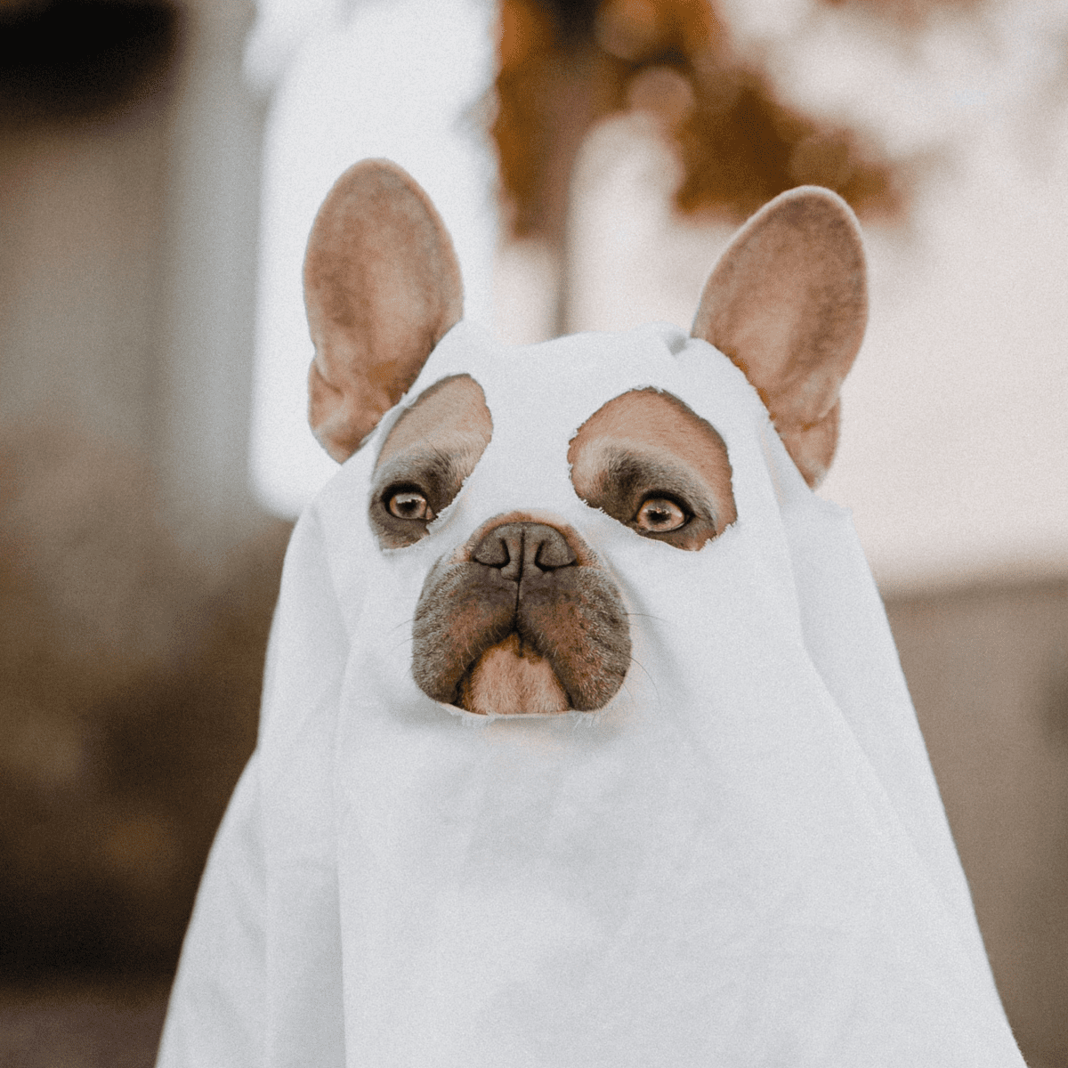 115+ Spooky Halloween Names for Dogs and Cats - PetHelpful