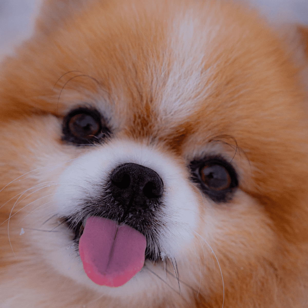 types of small dogs breeds