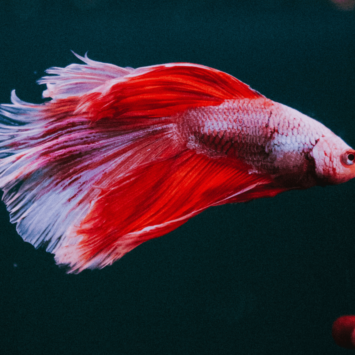 Do Betta Fish Need A Heater And Filter In Their Tank? - Pethelpful