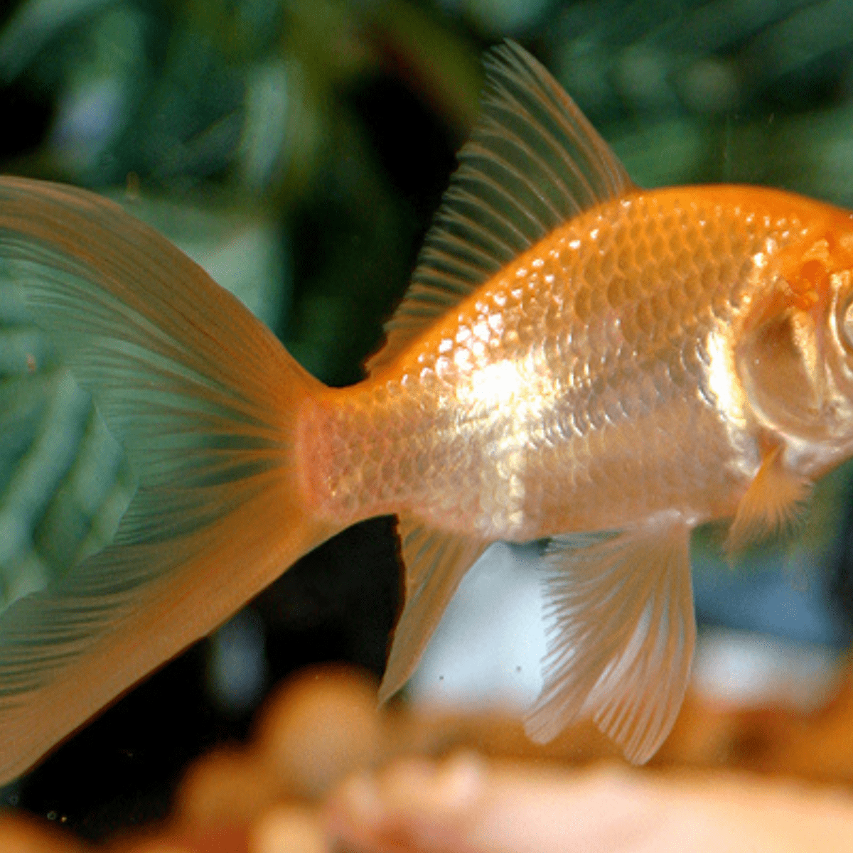 Four foot tall fish tank goldfish originally a dining table