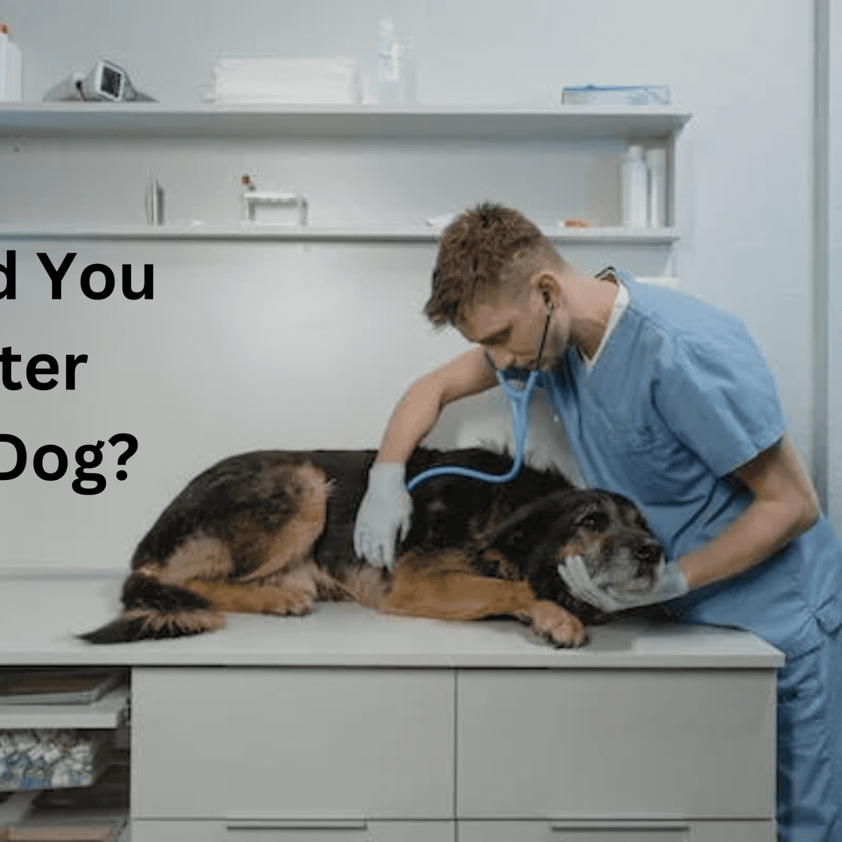 at what age can a male dog get neutered