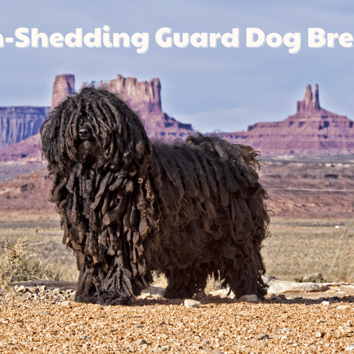 Co je to dobrý gardový pes, který se nevylévá?