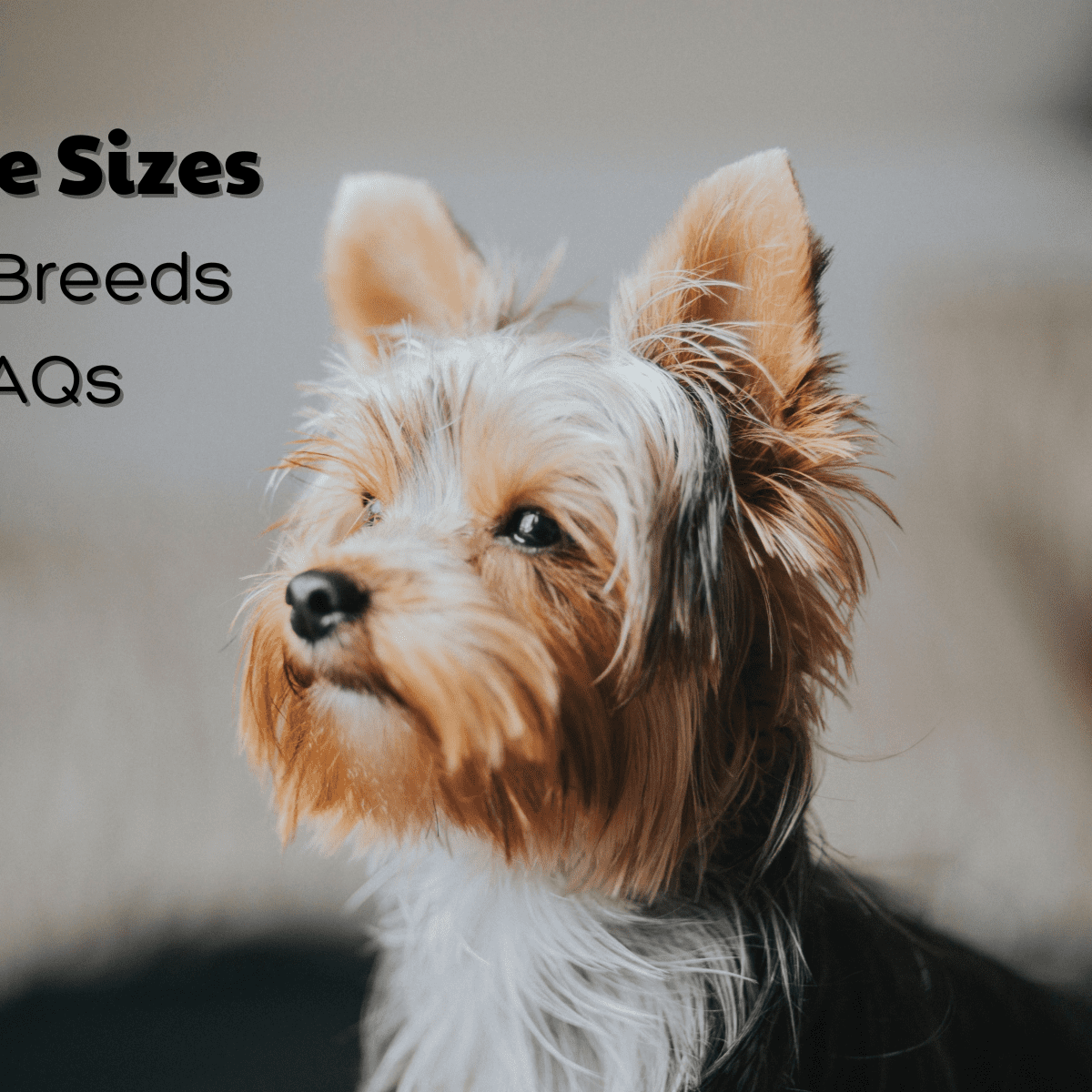 Yorkie Sizes Big Standard And Small Yorkshire Terriers 