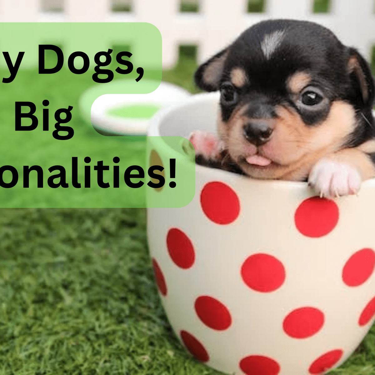 360+ Cute Small Dog Names for Girl and Boy Dogs (With Meanings ...