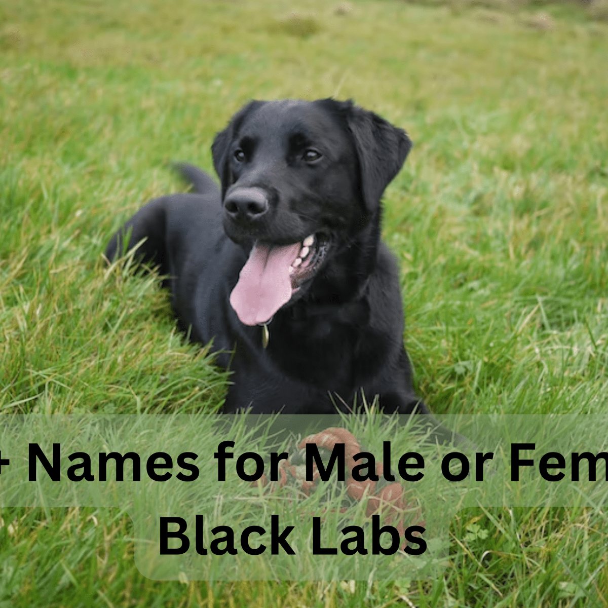 120+ Best Dog Names for Black Labradors - PetHelpful