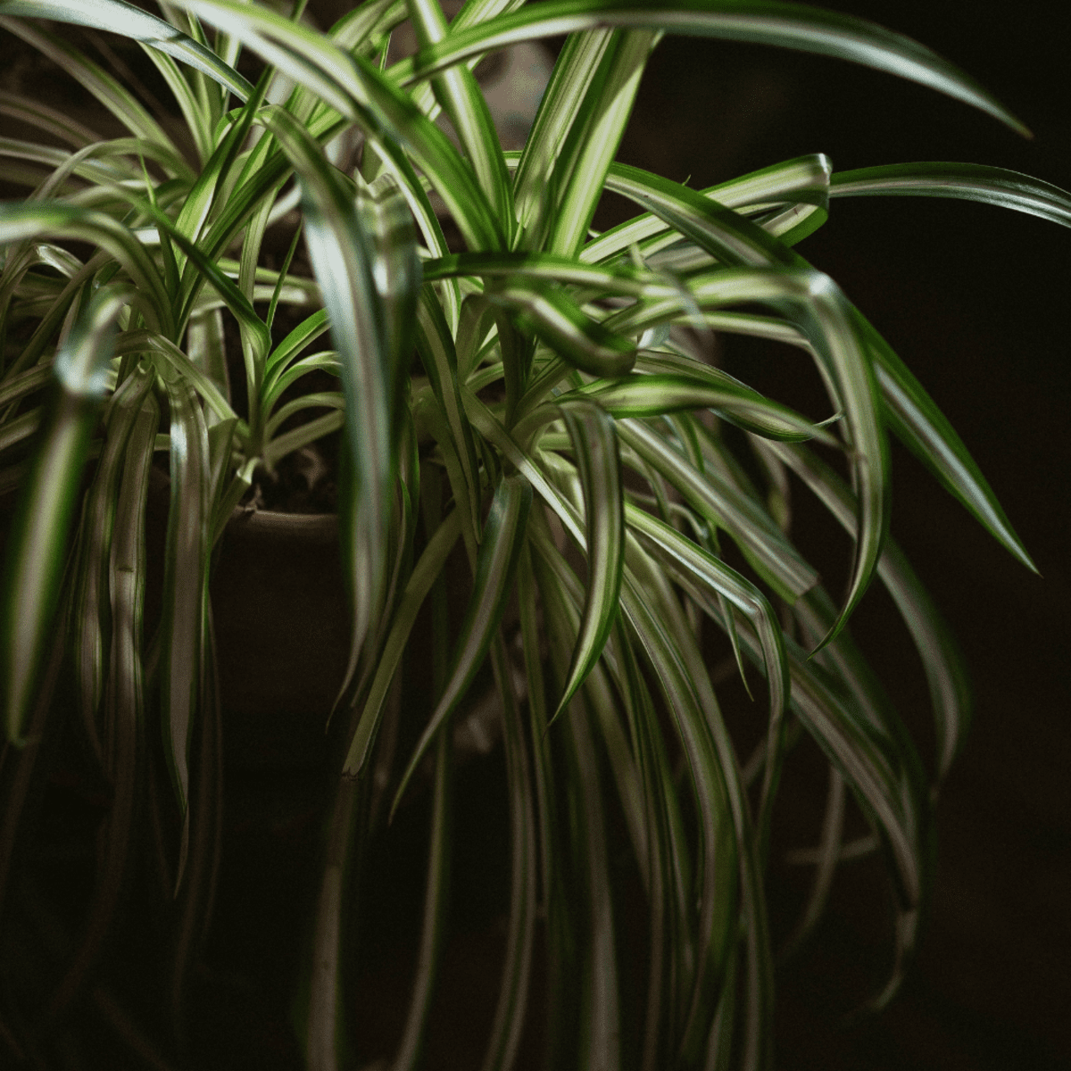 Complete guide to spider plant care