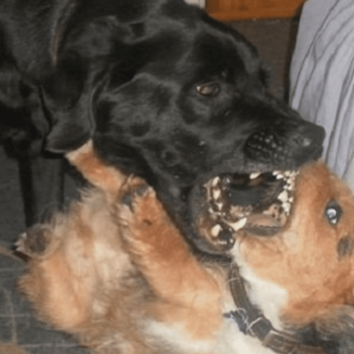 how do you tell if dogs are play fighting