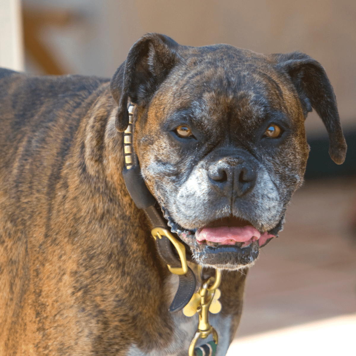 scariest looking dog breeds