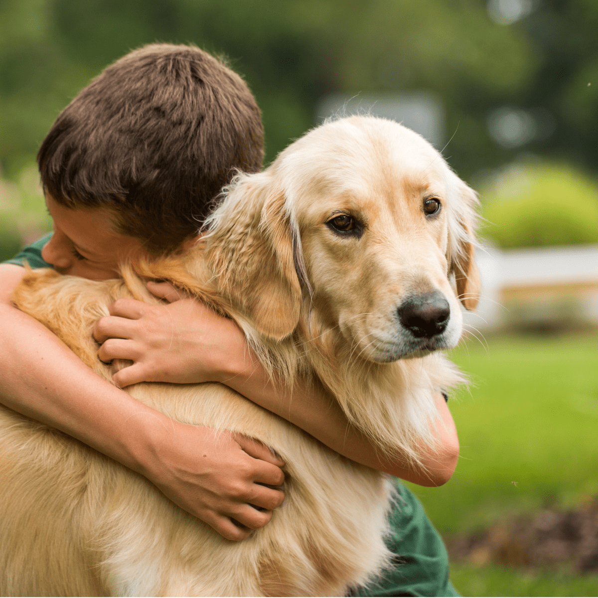 how to train a dog for autistic child