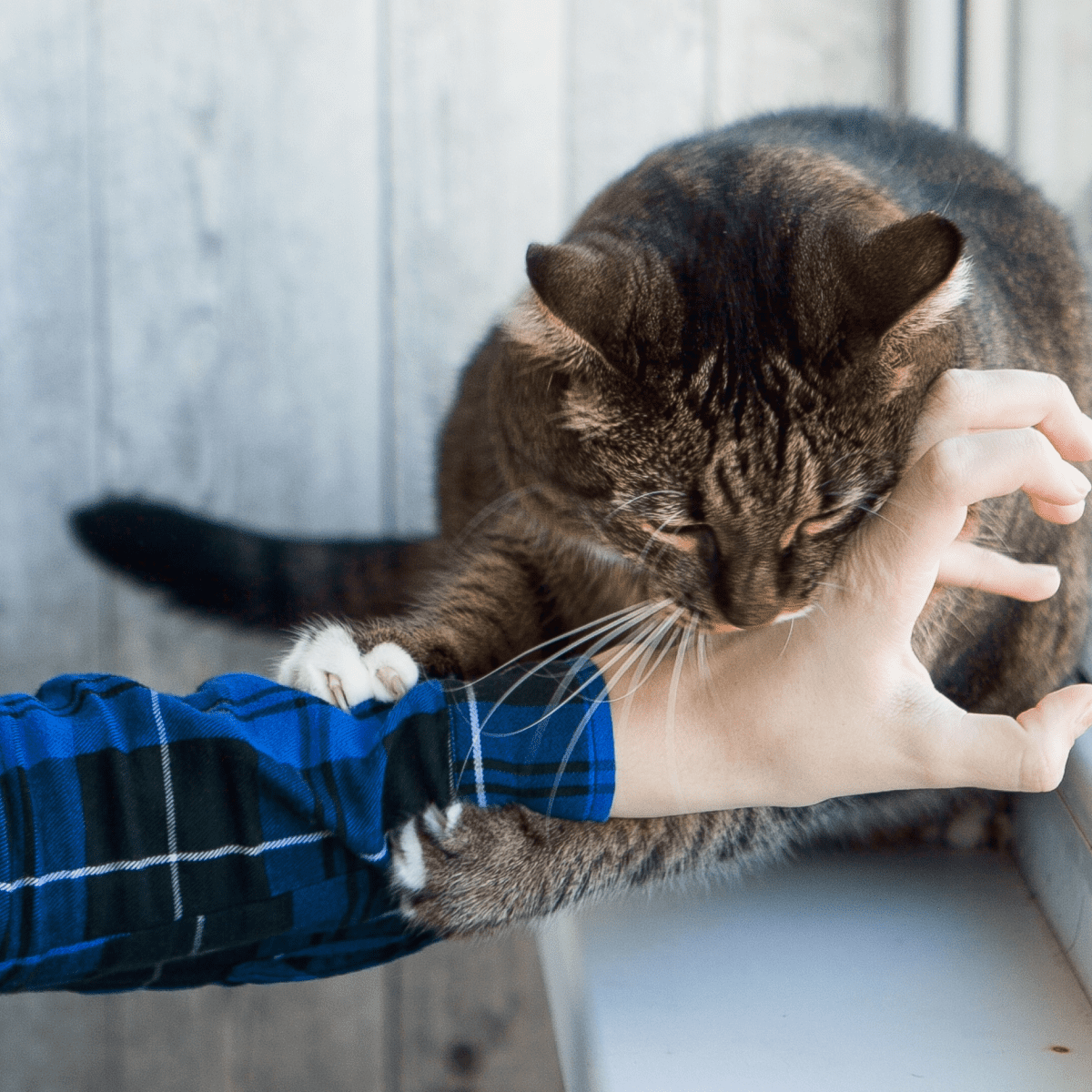 5 Times To Worry About A Cat Licking You And Then Biting You - Pethelpful