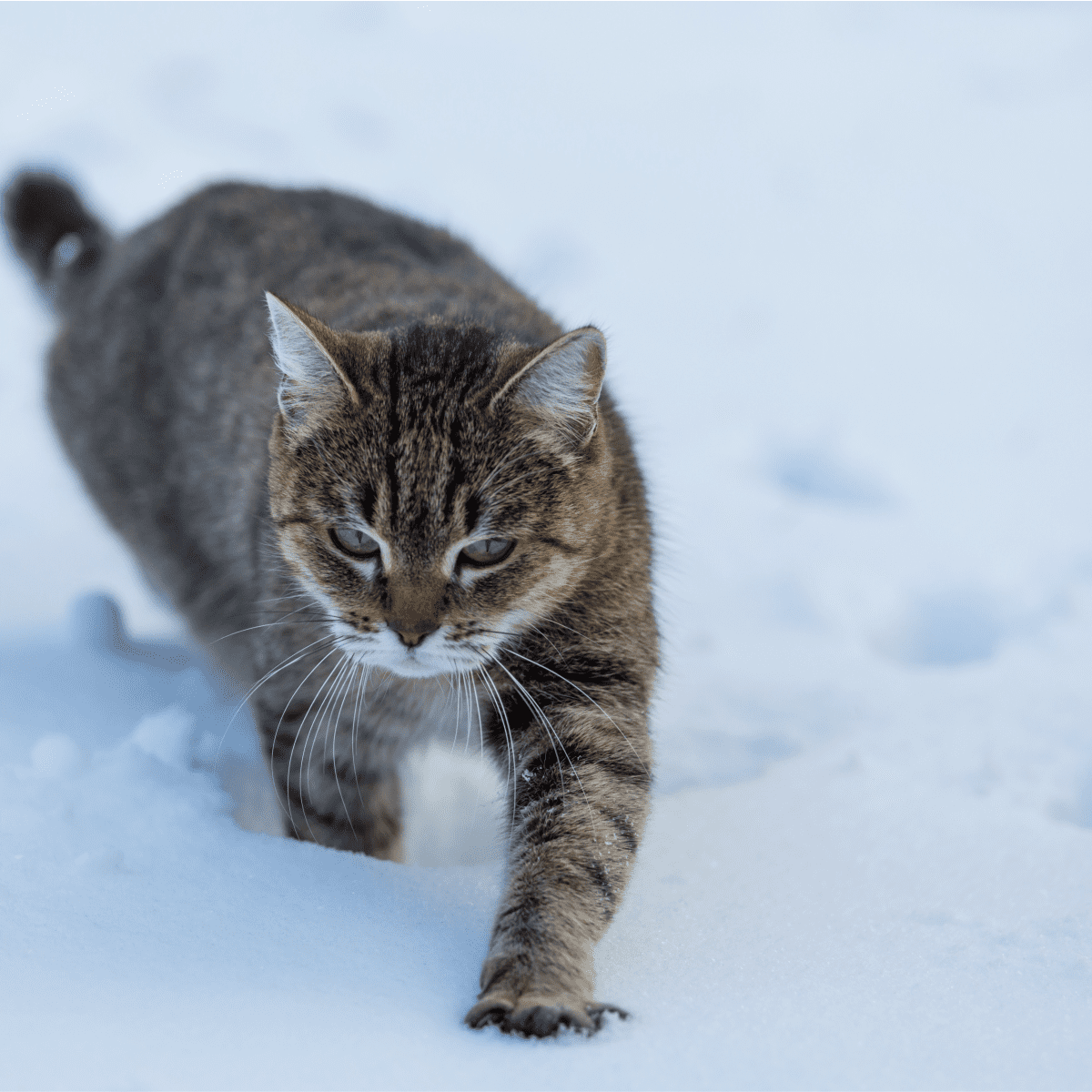 Trapping of feral cats-using soft net traps - PestSmart