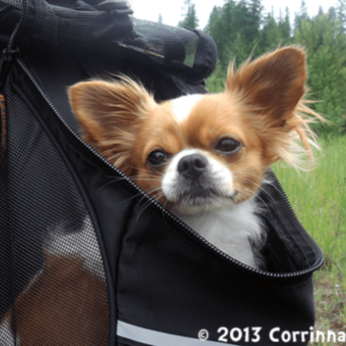 https://images.saymedia-content.com/.image/ar_1:1%2Cc_fill%2Ccs_srgb%2Cq_auto:eco%2Cw_1200/MTk2NDM2MDQzMTk5Njg1Nzgy/the-outward-hound-backpack-pet-carrier.png