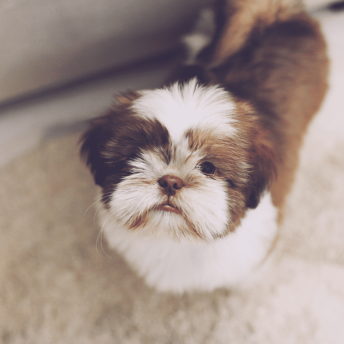 Top 10 Best Small Dog Breeds