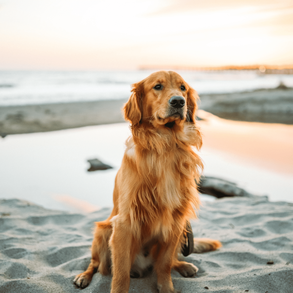 can I keep my golden retriever outside? 2