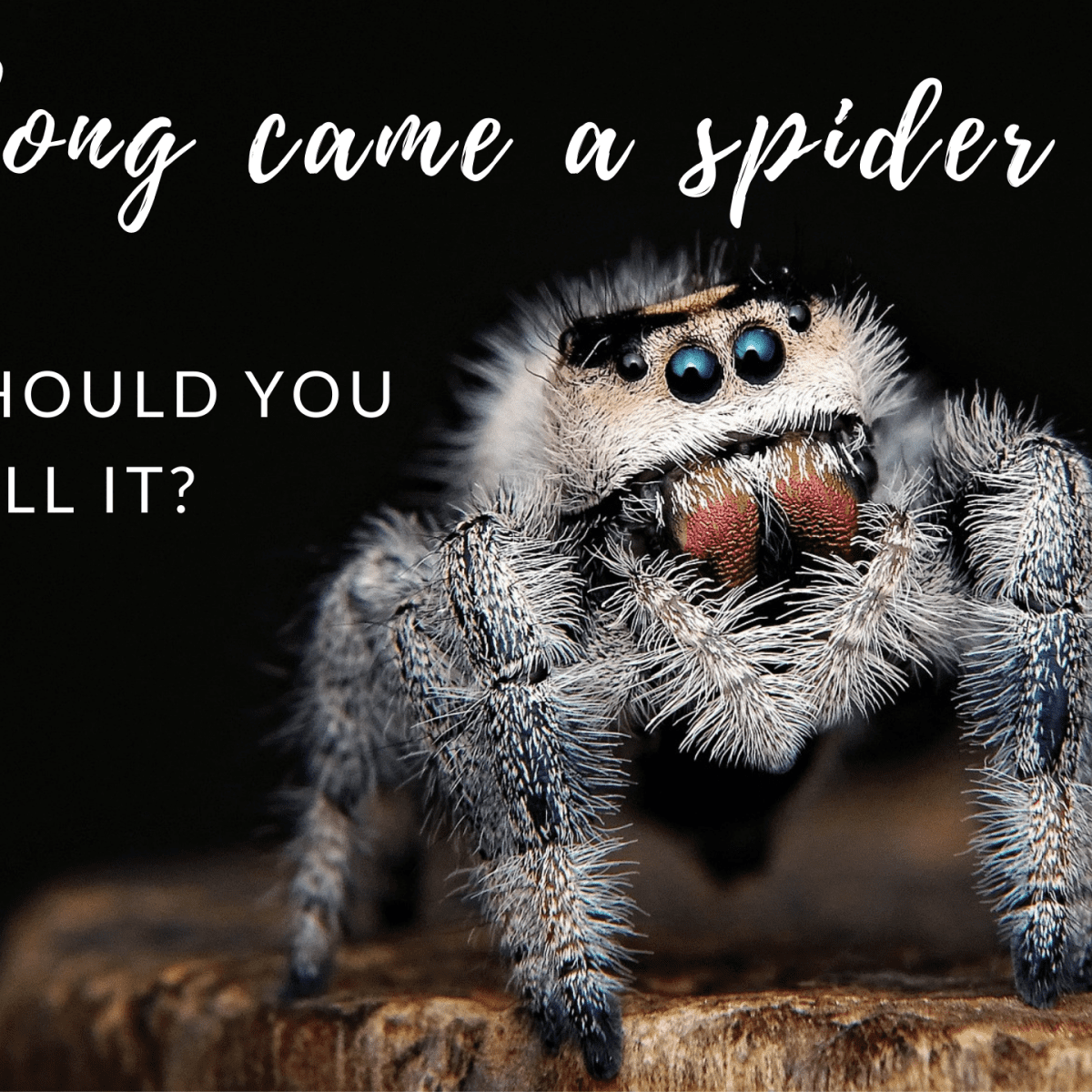 How jumping spiders became the new 'it' pets