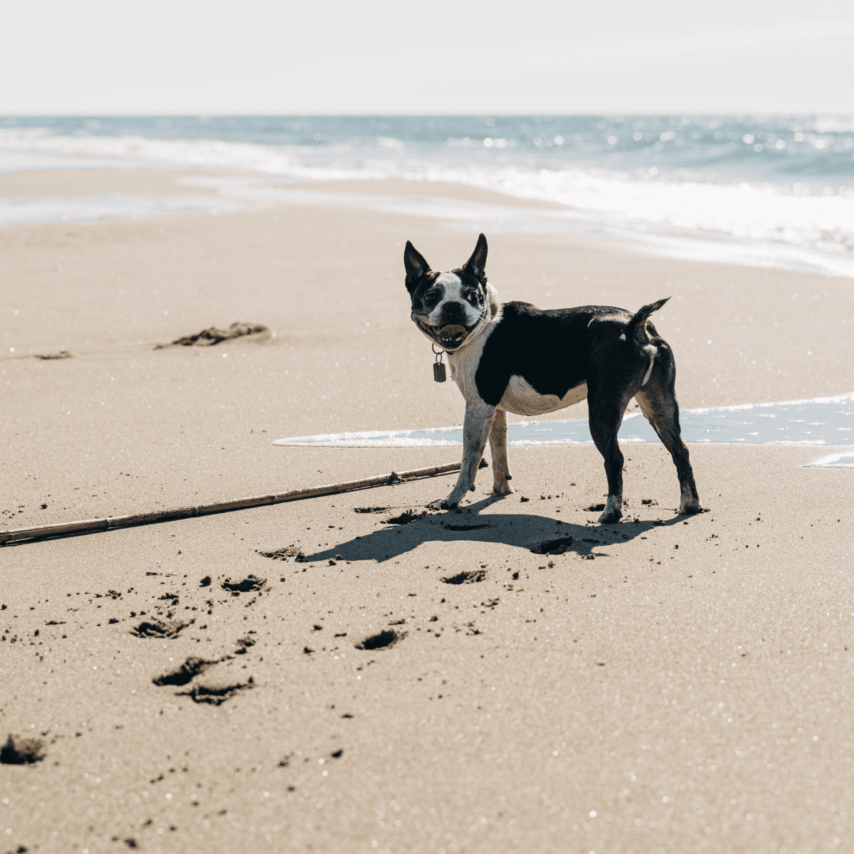 are there terriers born without tails