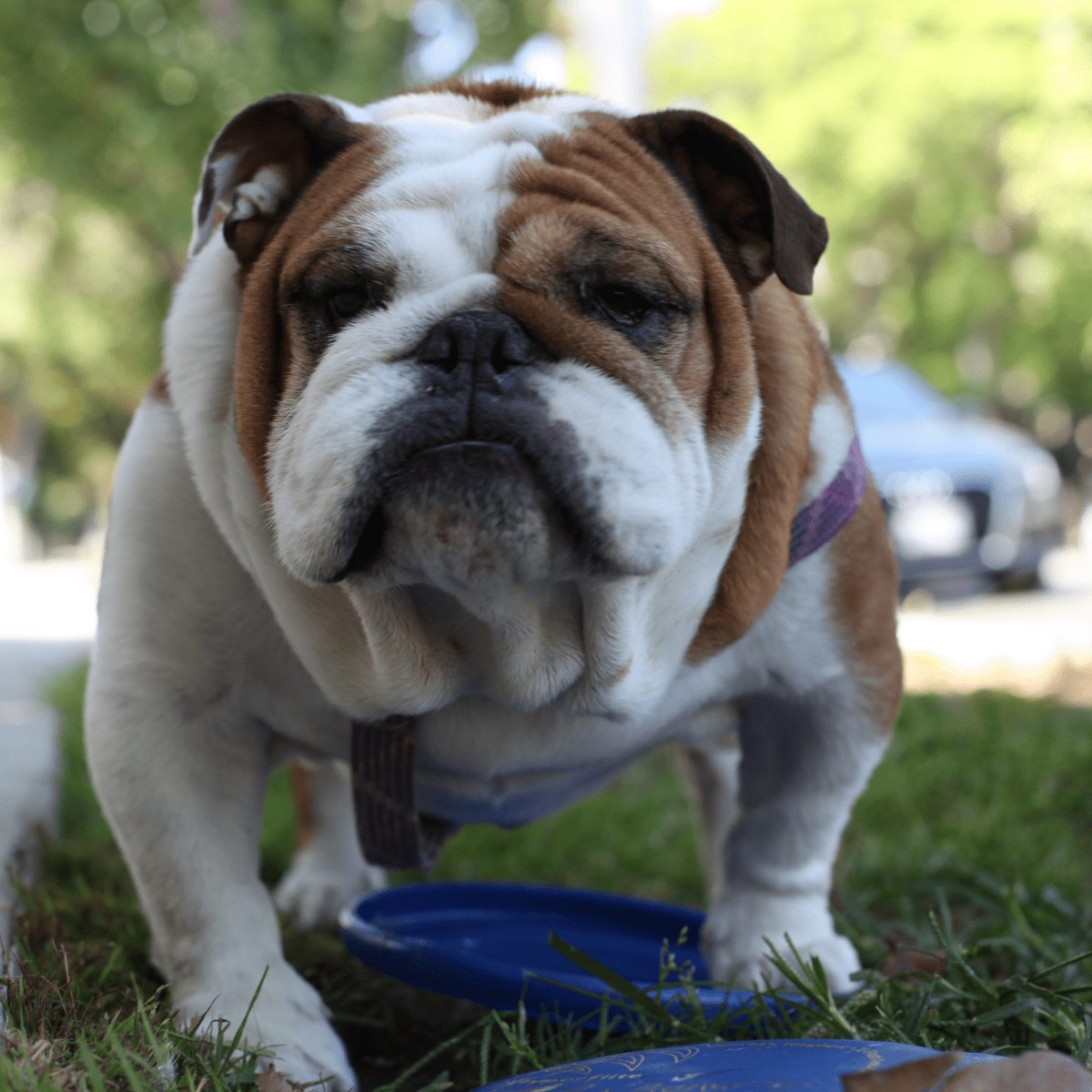 https://images.saymedia-content.com/.image/ar_1:1%2Cc_fill%2Ccs_srgb%2Cq_auto:eco%2Cw_1200/MTk2NDc4MjgyODYwODY0NjYy/raising-awareness-about-english-bulldog-health-problems.png