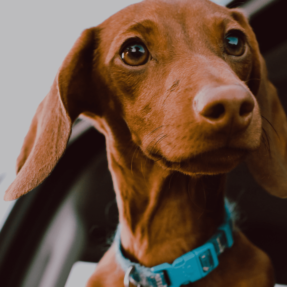 The Hug-A-Dog Harness: Inspired By Dachshunds' Unique Shape