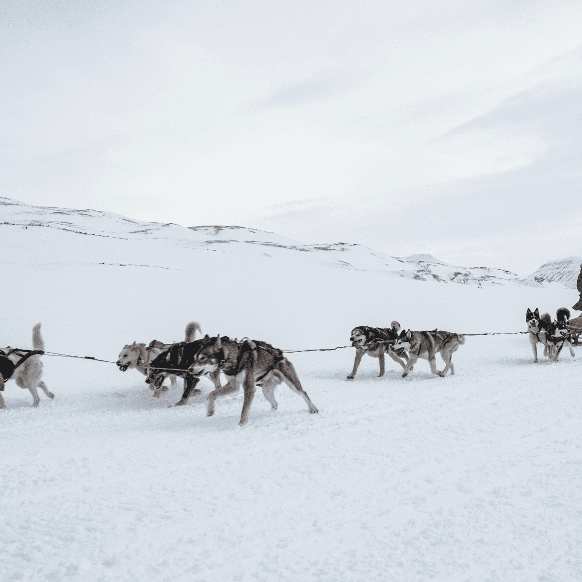 English-born musher leads Iditarod, world's most famous sled dog race, Iditarod