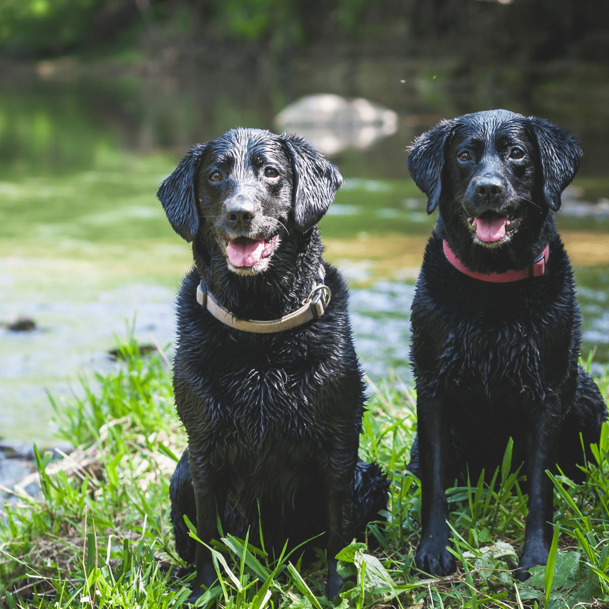 7 Ways to Train a Dog to Get Along With Other Dogs